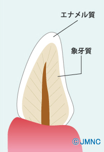 エナメル質 象牙質①